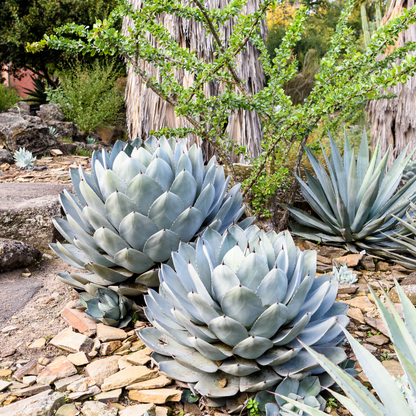 フラワー・ガーデニング Agave parryi parryi 'Lucky Stripe' 69 フラワー・ガーデニング Agave parryi parryi 'Lucky Stripe' 69