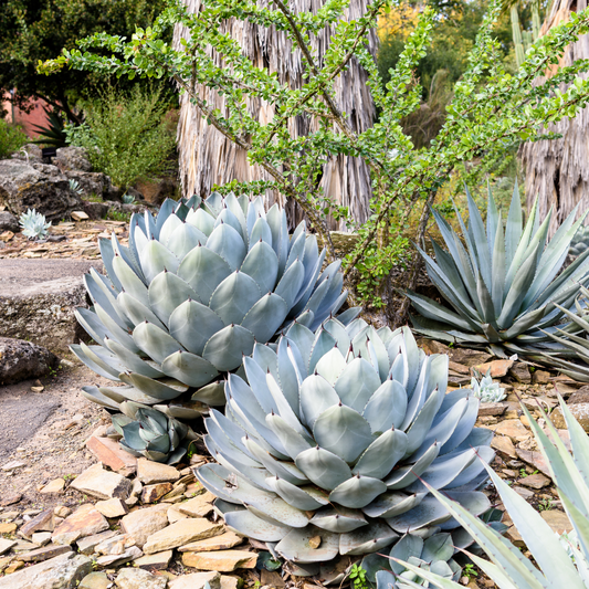 Parryi Agave