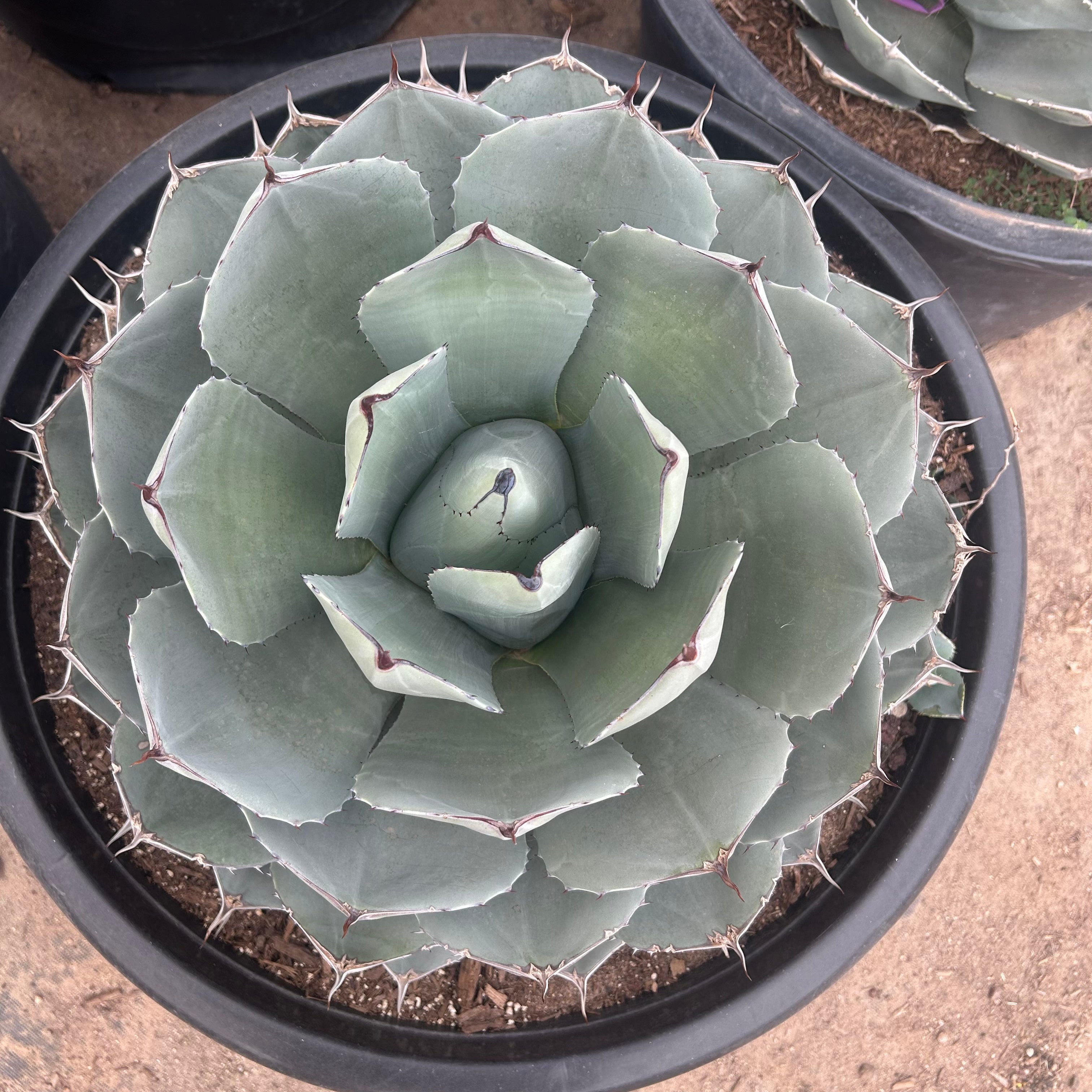 Buy Artichoke Agave Phoenix, AZ | Agave parryi truncata | Three
