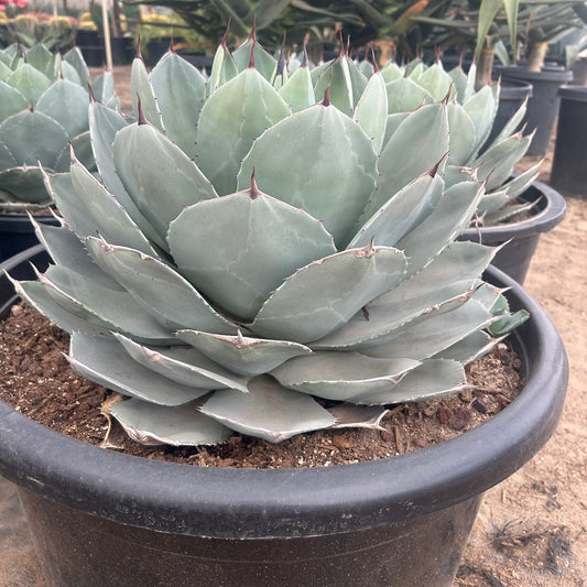 25 gallon Artichoke Agave (Agave parryi var. truncata) in nursery pot — Phoenix, AZ