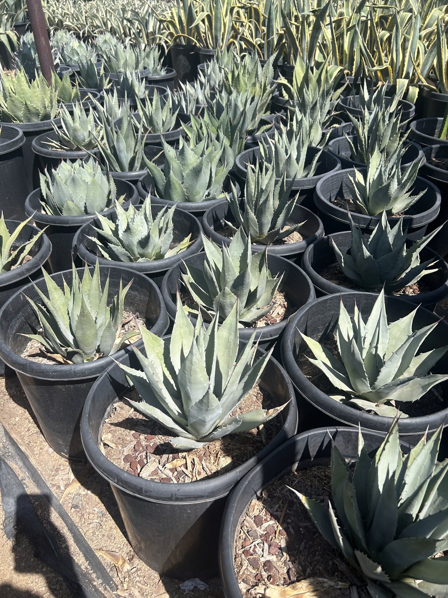 Parry's Agave