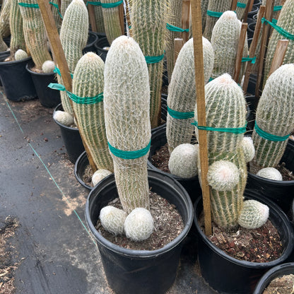 5 gallon Peruvian Old Woman cactus (Espostoa melanostele) in nursery pot — Phoenix, AZ