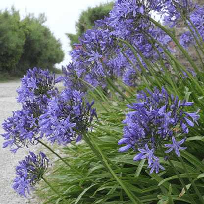 Peter Pan Agapanthus (Agapanthus africanus) blue flower clusters with green strappy foliage — Phoenix, AZ