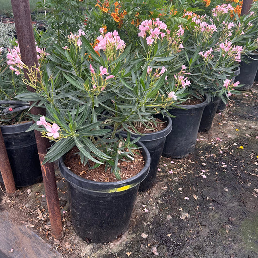 15 gallon Petite Pink Oleander (Nerium oleander 'Petite Pink') in nursery pot — Phoenix, AZ