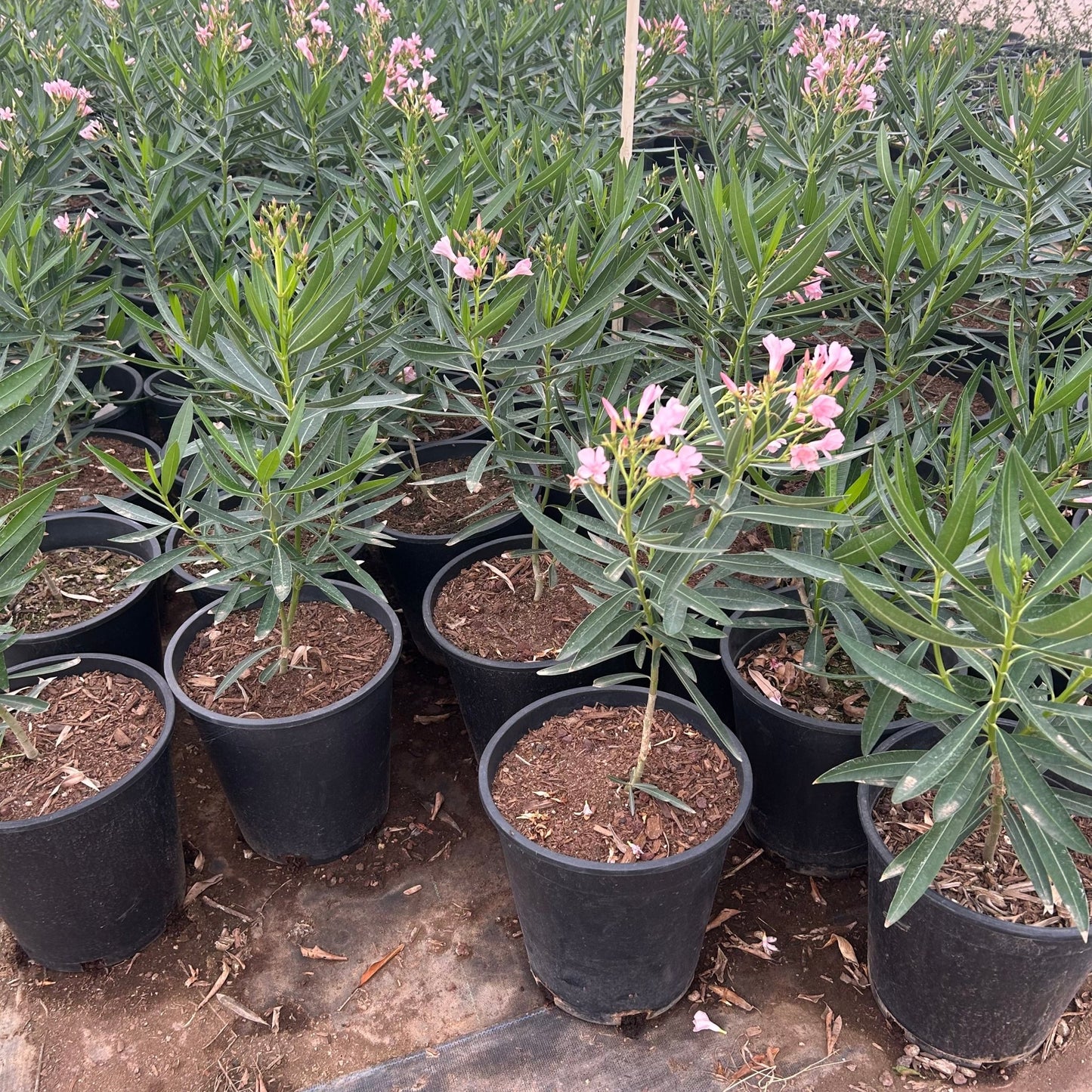 5 gallon Petite Pink Bougainvillea (Bougainvillea 'Petite Pink') in nursery pot — Phoenix, AZ