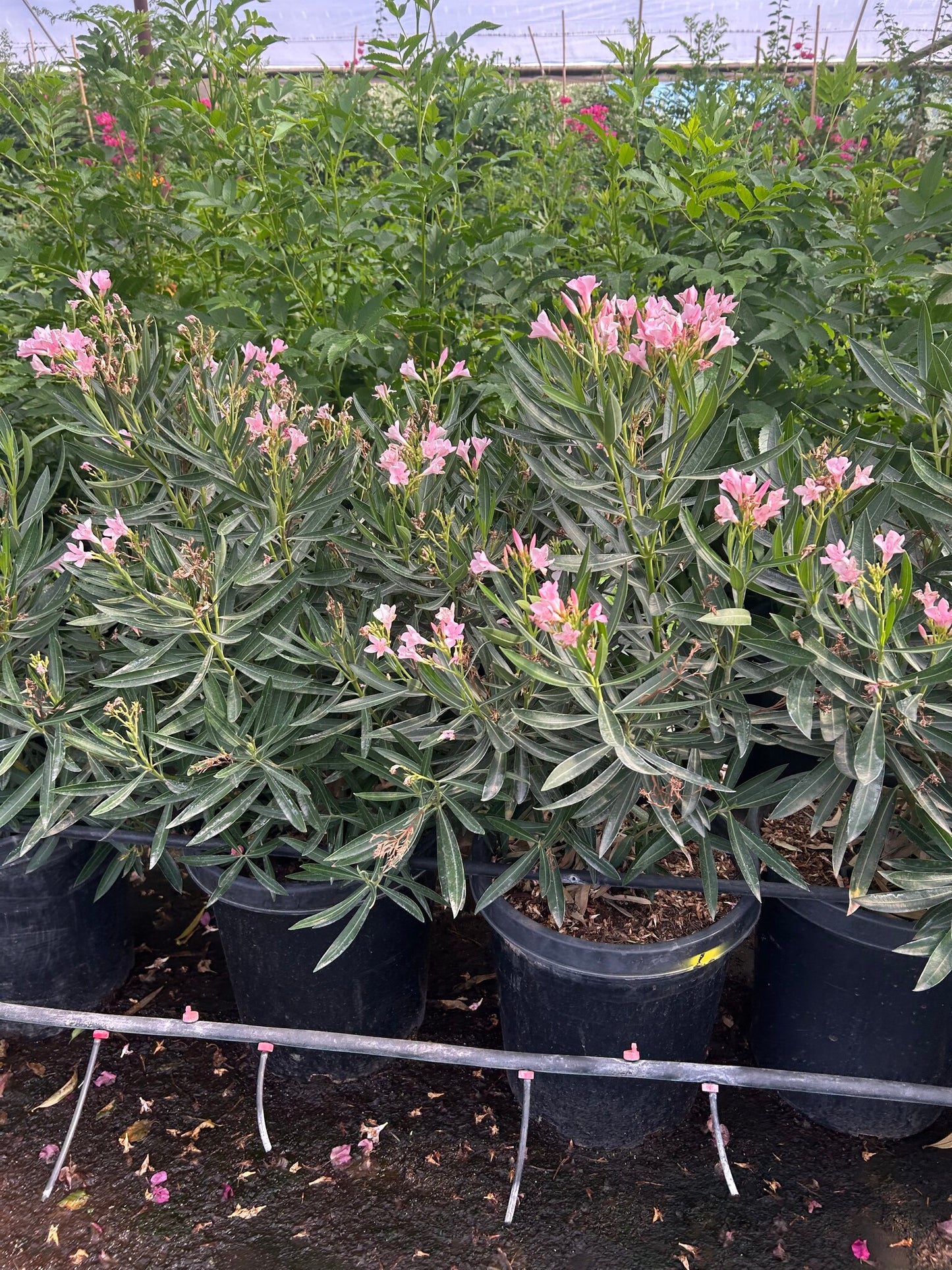 Petite Pink Oleander