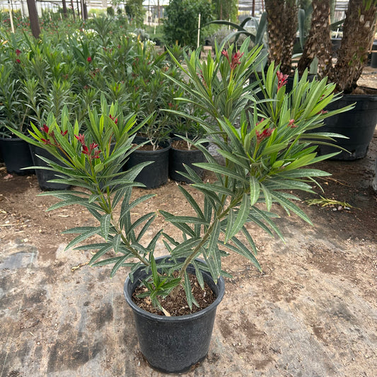 5 gallon Petite Red Bougainvillea (Bougainvillea 'Petite Red') in nursery pot — Phoenix, AZ