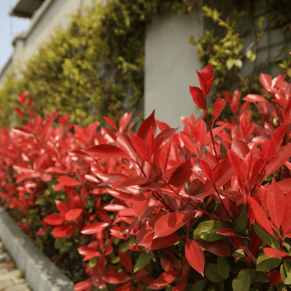 Buy Red Tip Photinia Phoenix, AZ | Photinia x fraseri