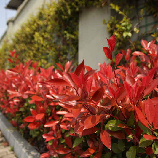 Photinia