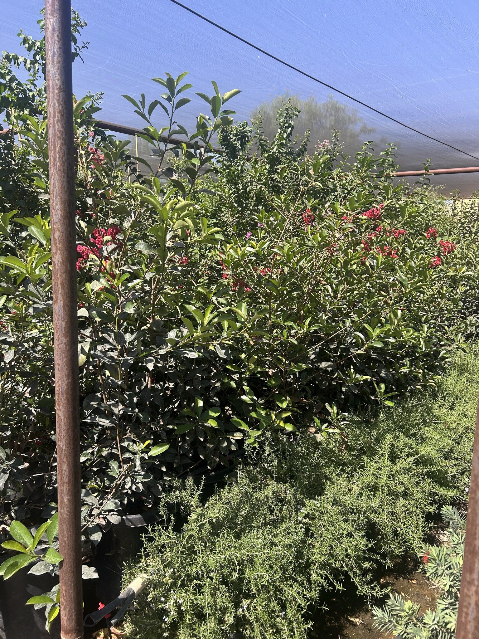 Photinia