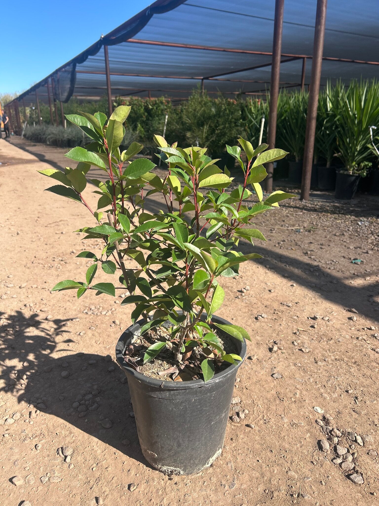 Photinia - 3-5 Gallon