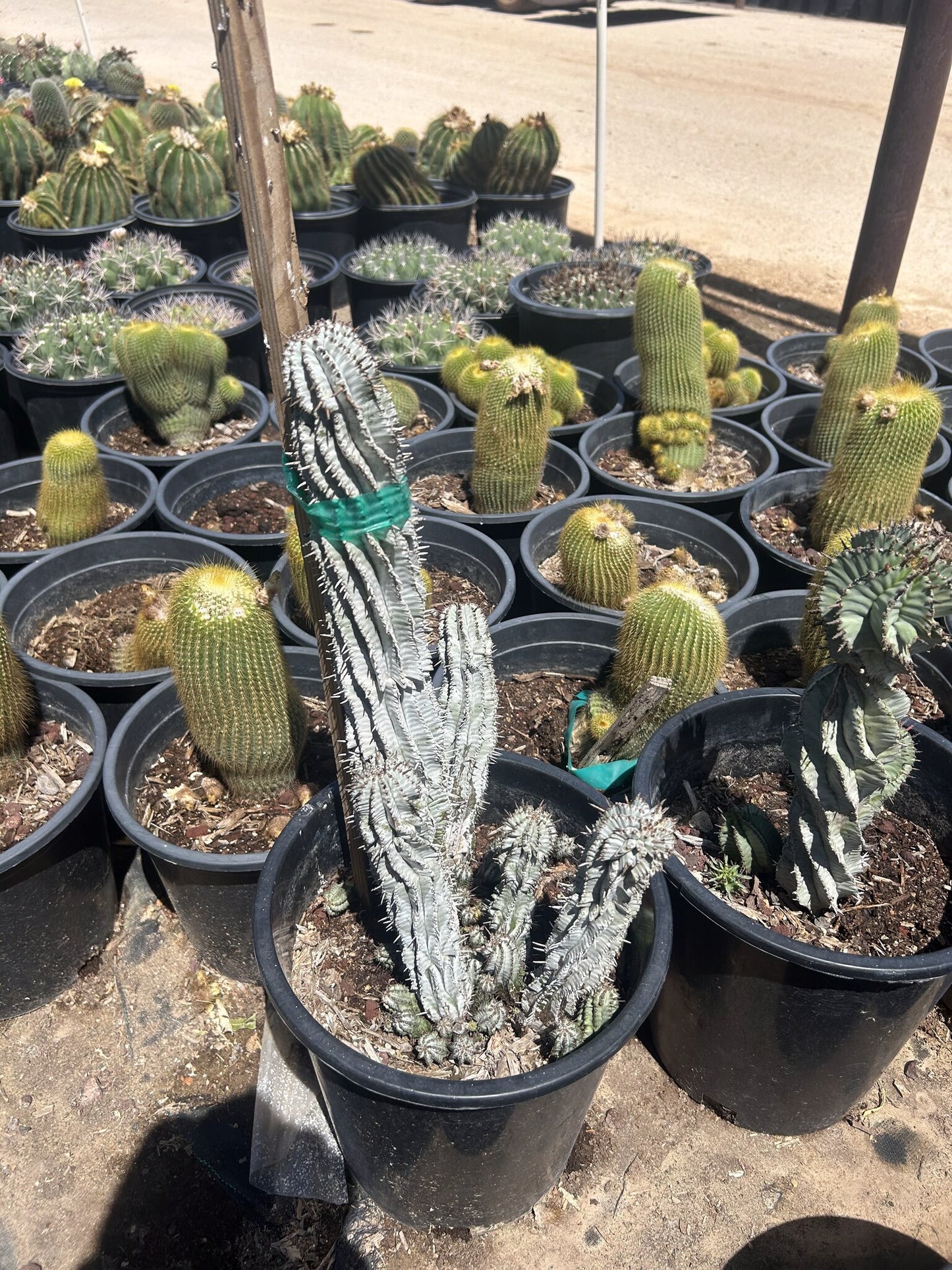 Pickle Plant