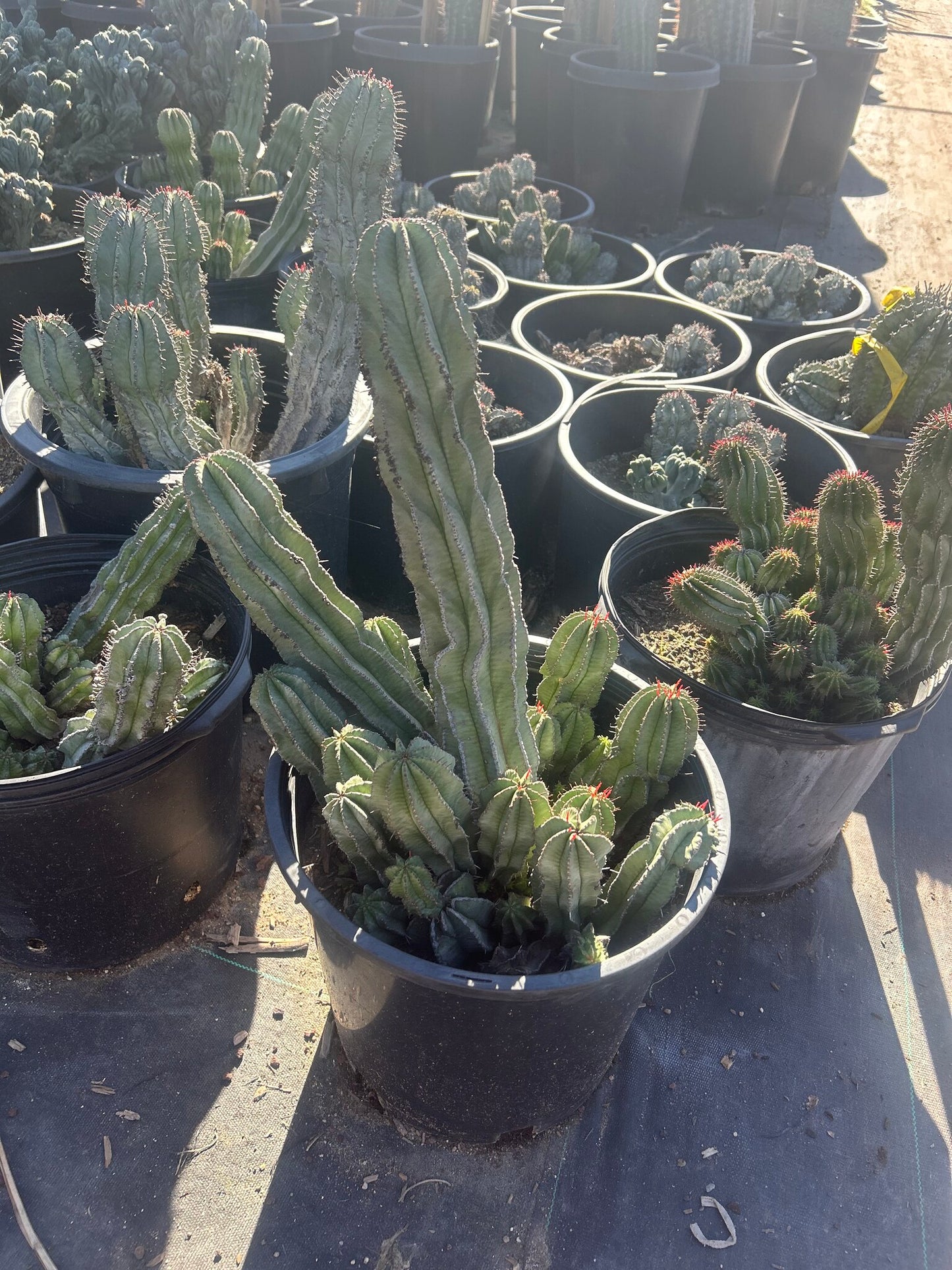 Pickle Plant