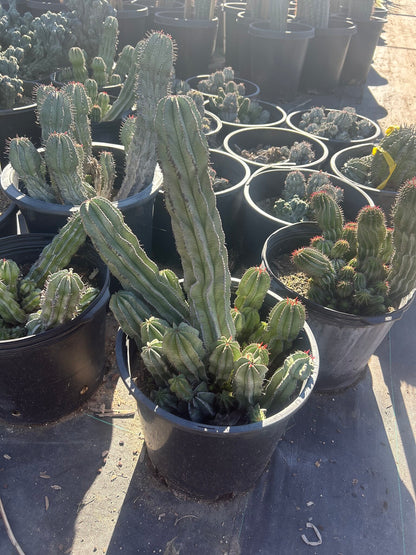 Pickle Plant