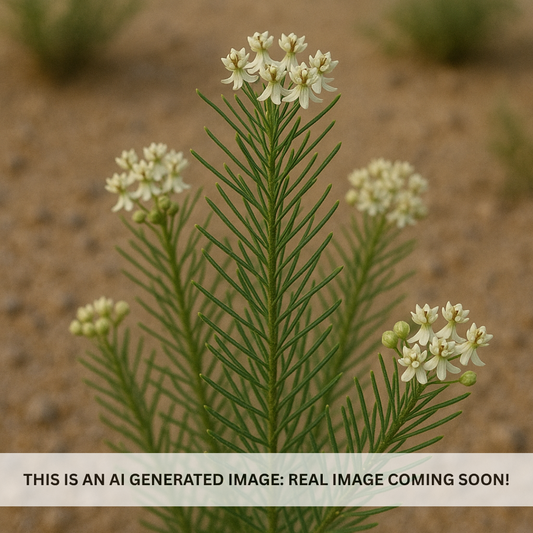 Pine Leaf Milkweed