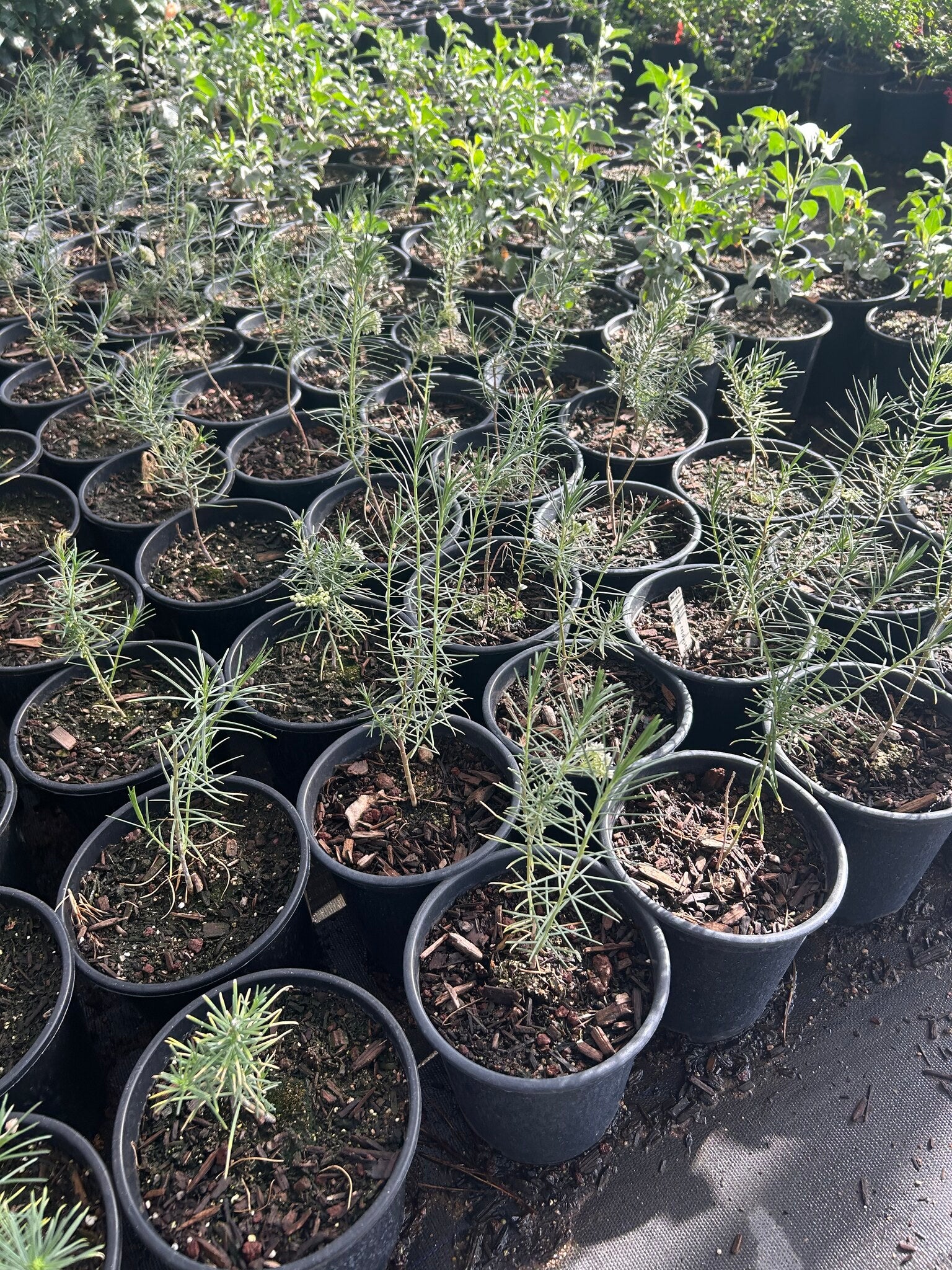 Pine Leaf Milkweed Phoenix, AZ | Asclepias linaria | Three Timbers