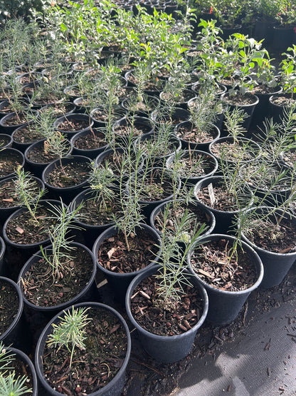 Pine Leaf Milkweed