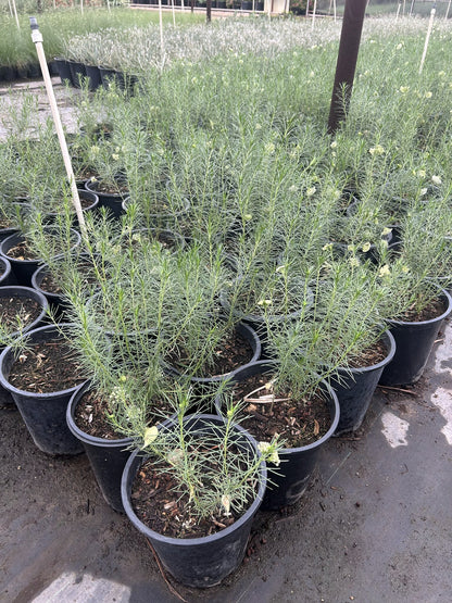 Pine Leaf Milkweed - 3/5 Gallon