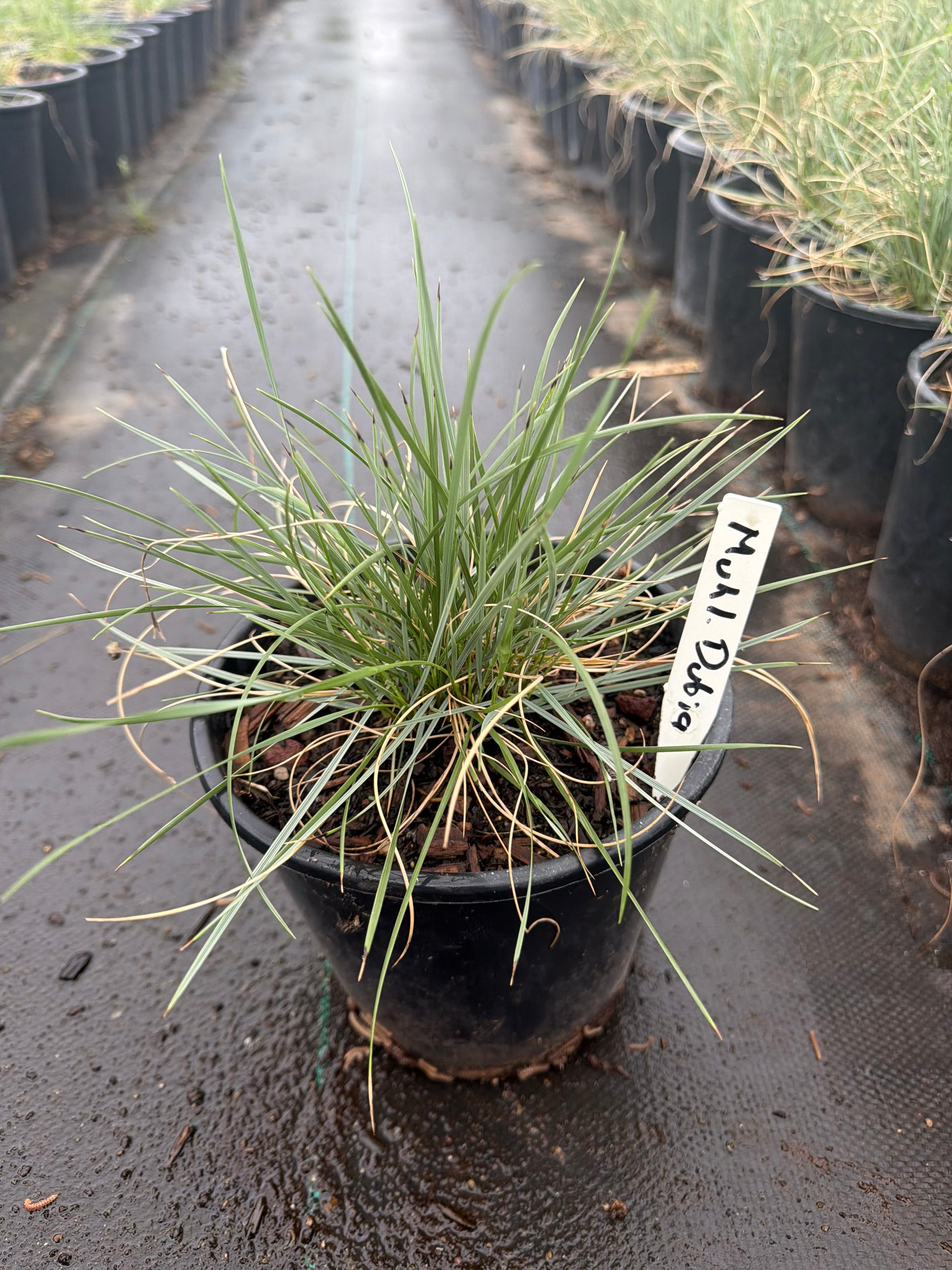 1 gallon Pine Muhly Grass (Muhlenbergia dubia) in nursery pot — Phoenix, AZ