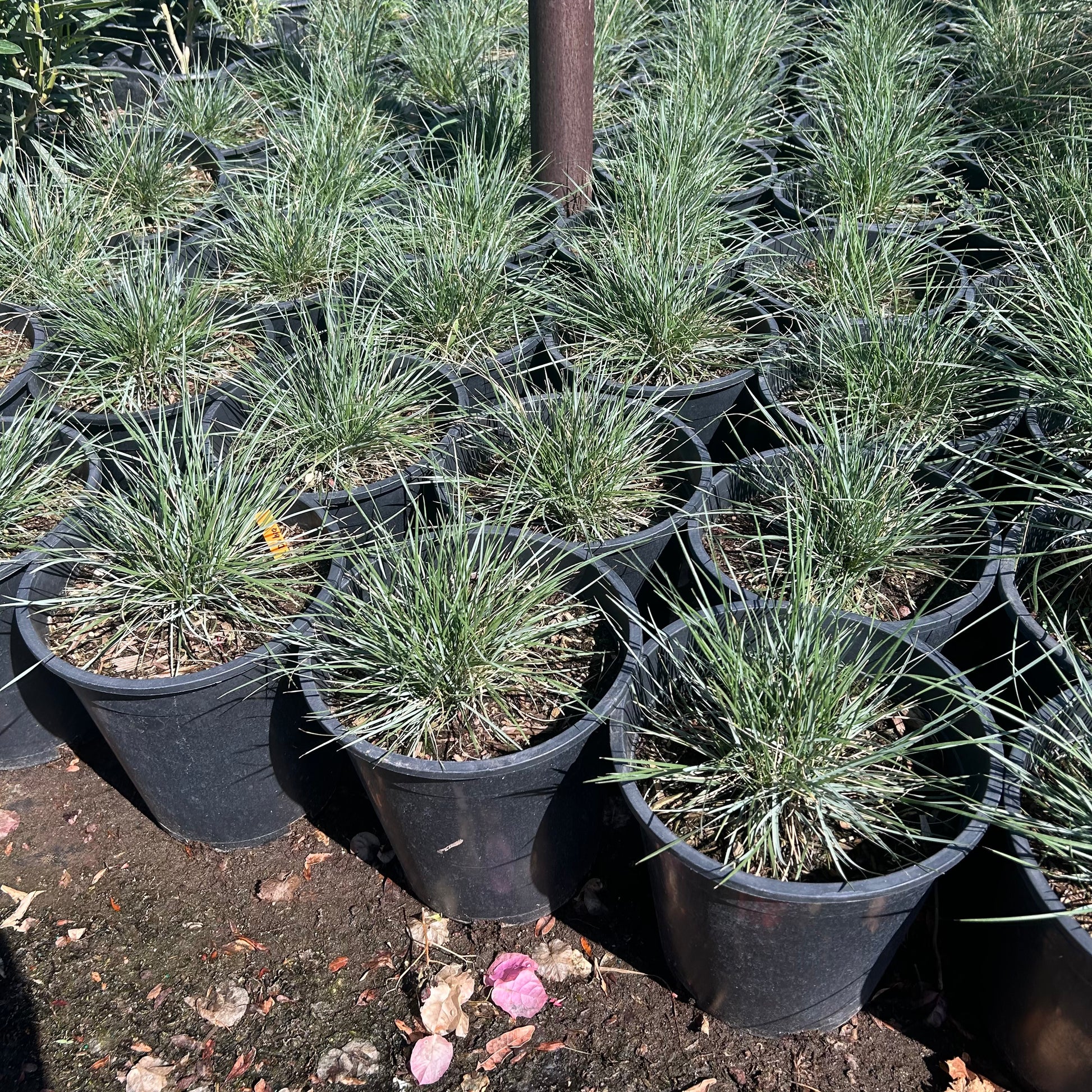 5 gallon Pine Muhly grass (Muhlenbergia dubia) in nursery pot — Phoenix, AZ