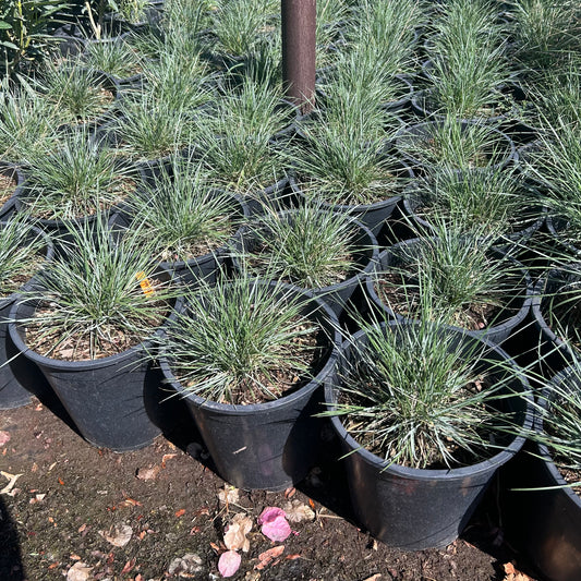 5 gallon Pine Muhly grass (Muhlenbergia dubia) in nursery pot — Phoenix, AZ