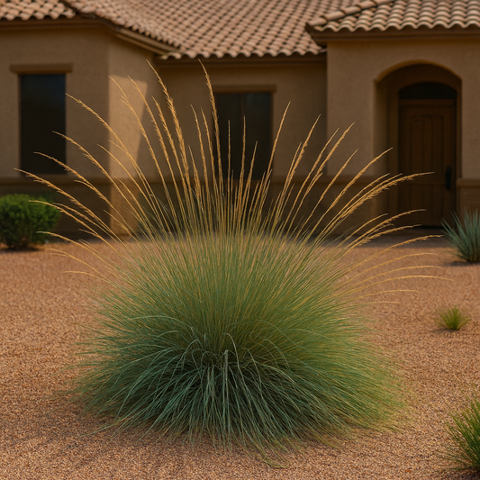Pine Muhly Grass
