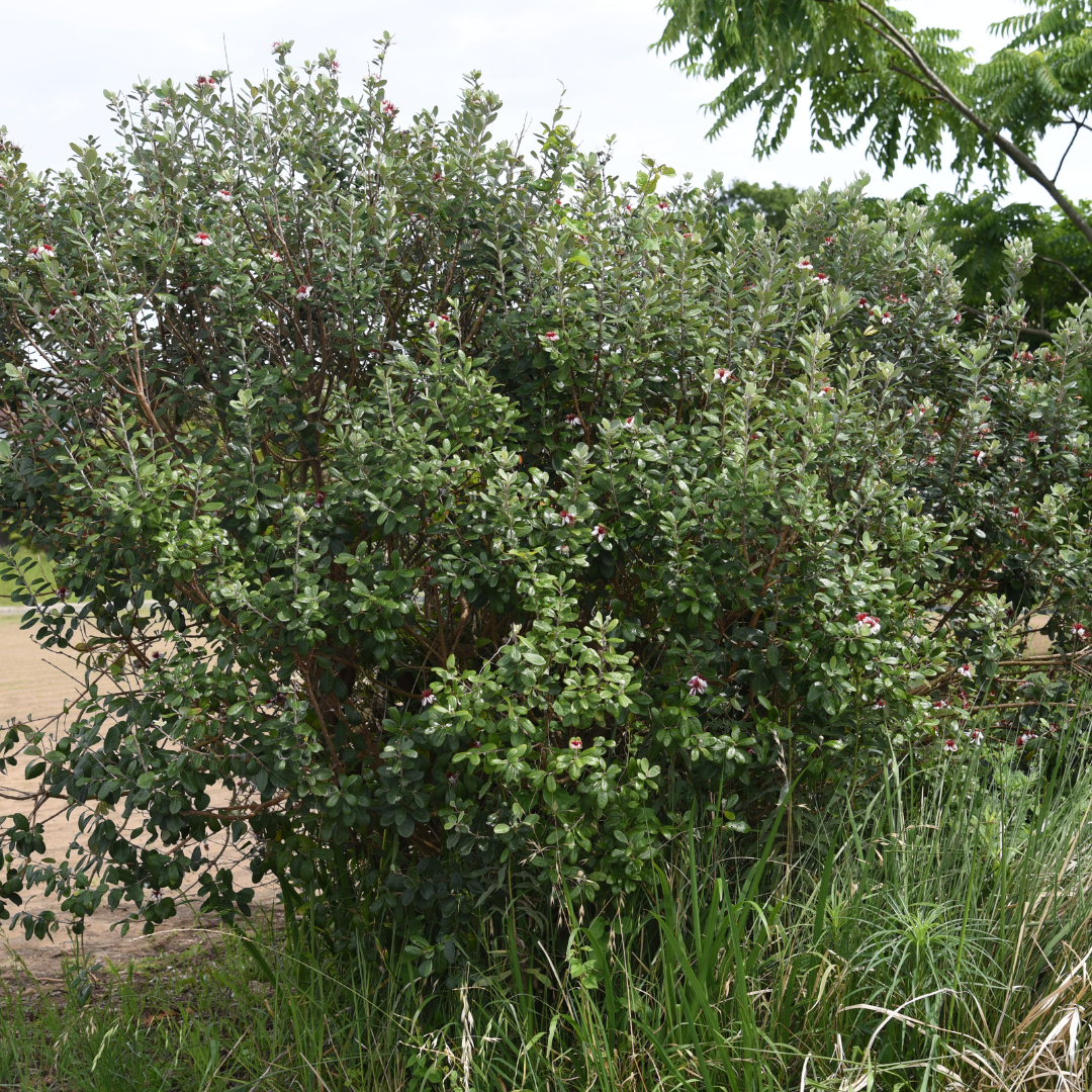 Pineapple Guava-Bush