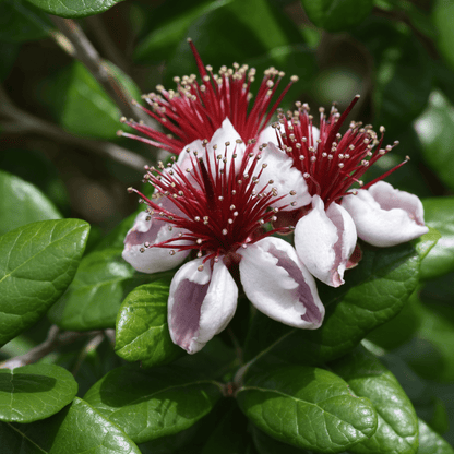 pineapple guava companion plants Pineapple Guava Phoenix, AZ | Feijoa sellowiana