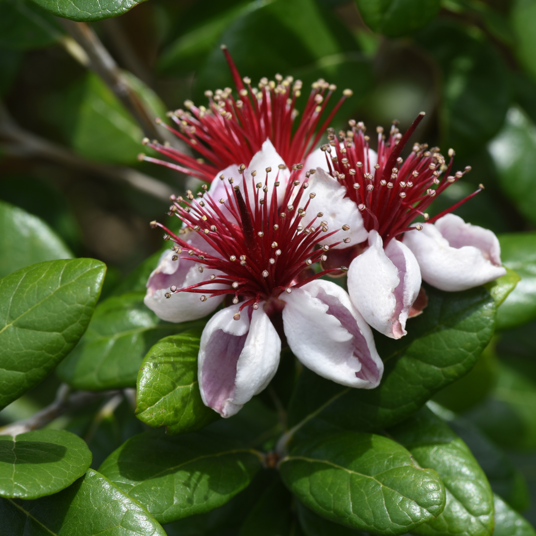 Pineapple Guava-Bush