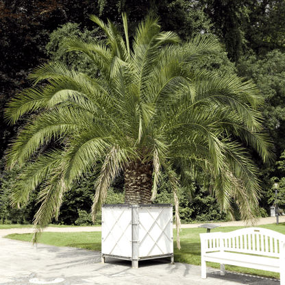 pineapple palm house plant Buy Pineapple Palm Phoenix, AZ | Phoenix canariensis