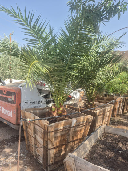 pineapple palm plant Buy Pineapple Palm Phoenix, AZ | Phoenix canariensis