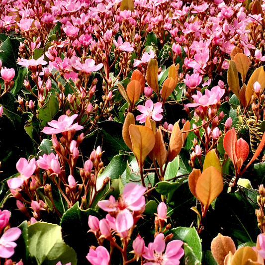 Pink Lady Indian Hawthorne