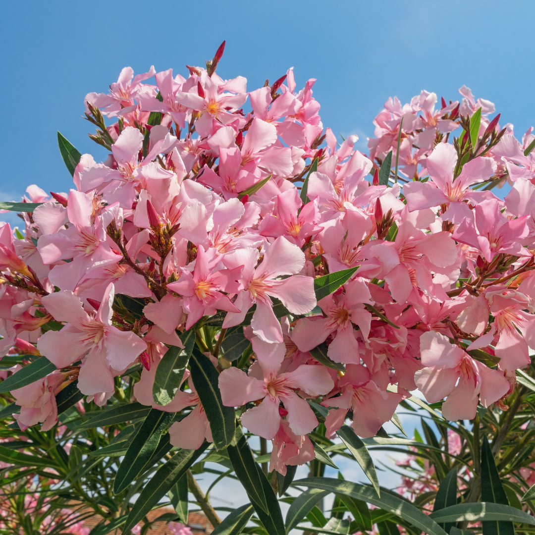 Pink Oleander Tree