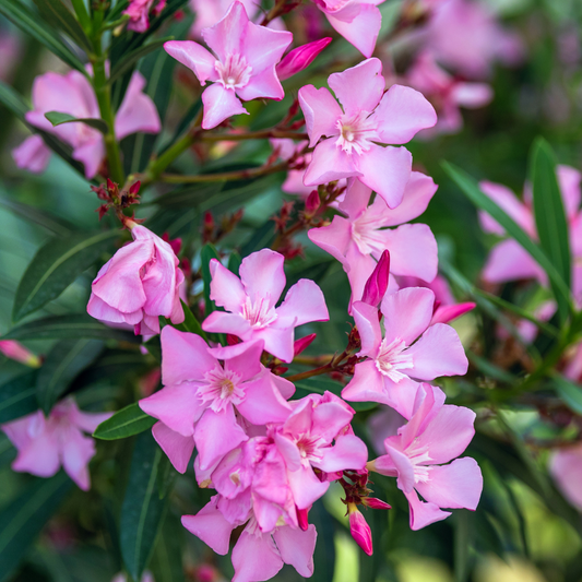 Pink Oleander