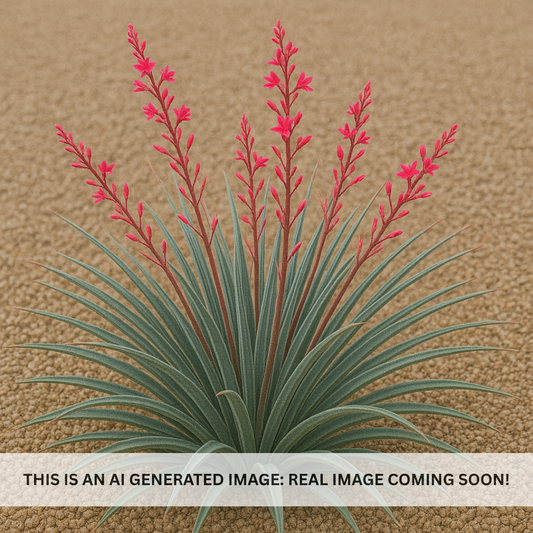 Pink Parade Hesperaloe