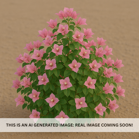 Pink Pearl Bougainvillea