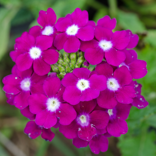 Pink Verbena