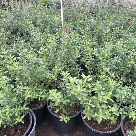 5 gallon Pink Autumn Sage (Salvia greggii) in nursery pot — Phoenix, AZ