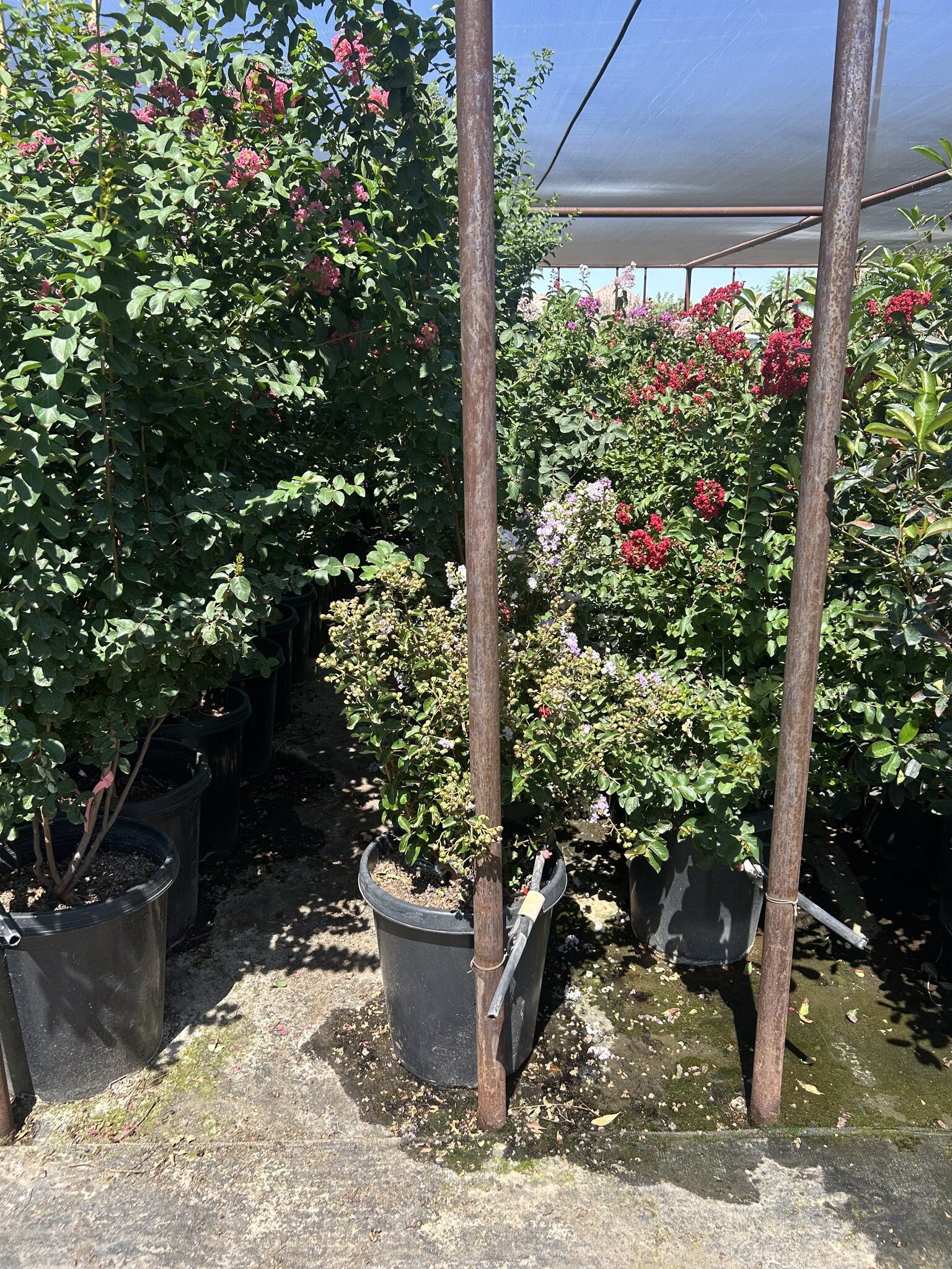 Pink Crape Myrtle 25 Gallon