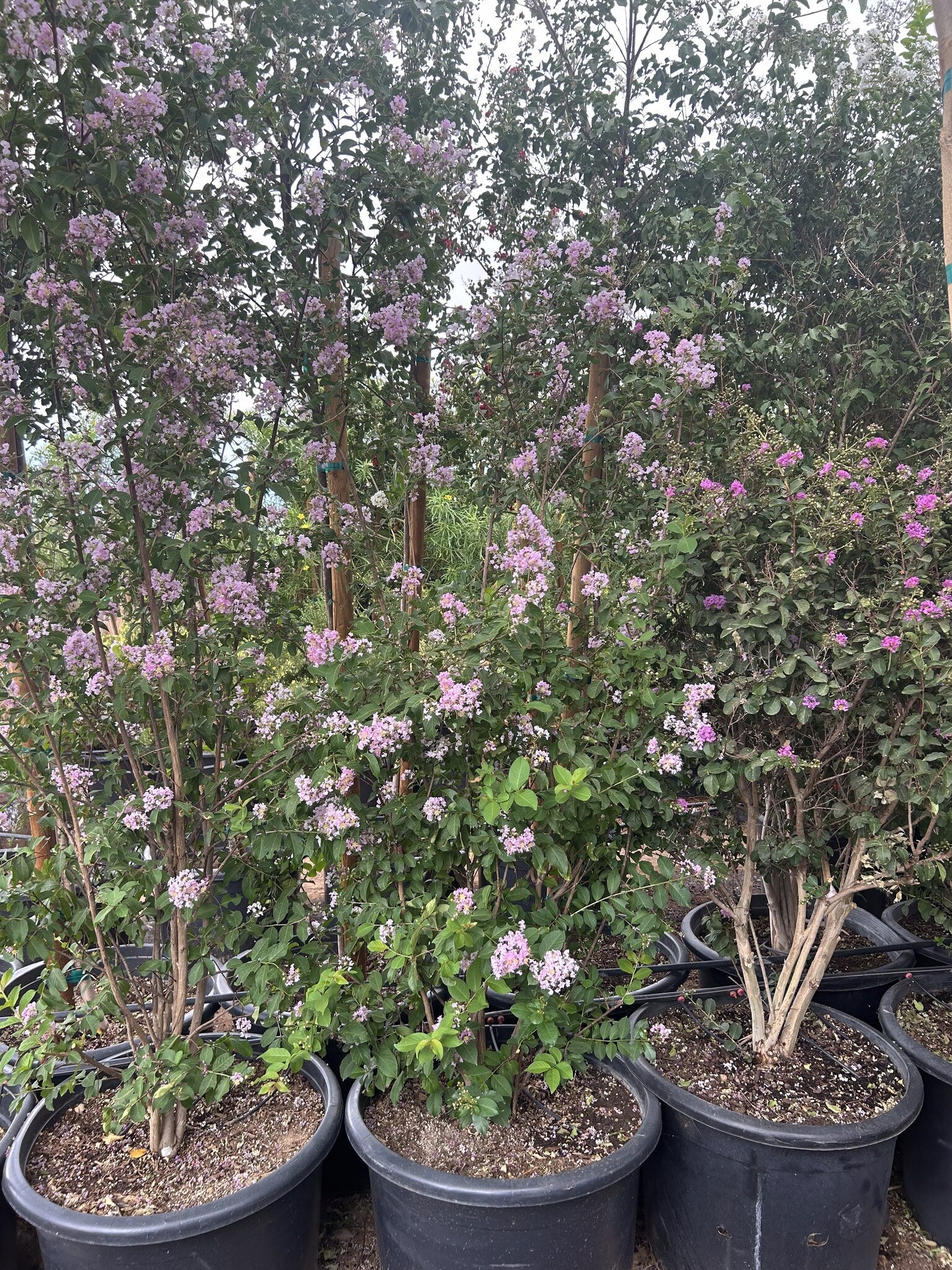 Pink Crape Myrtle - 25 Gallon