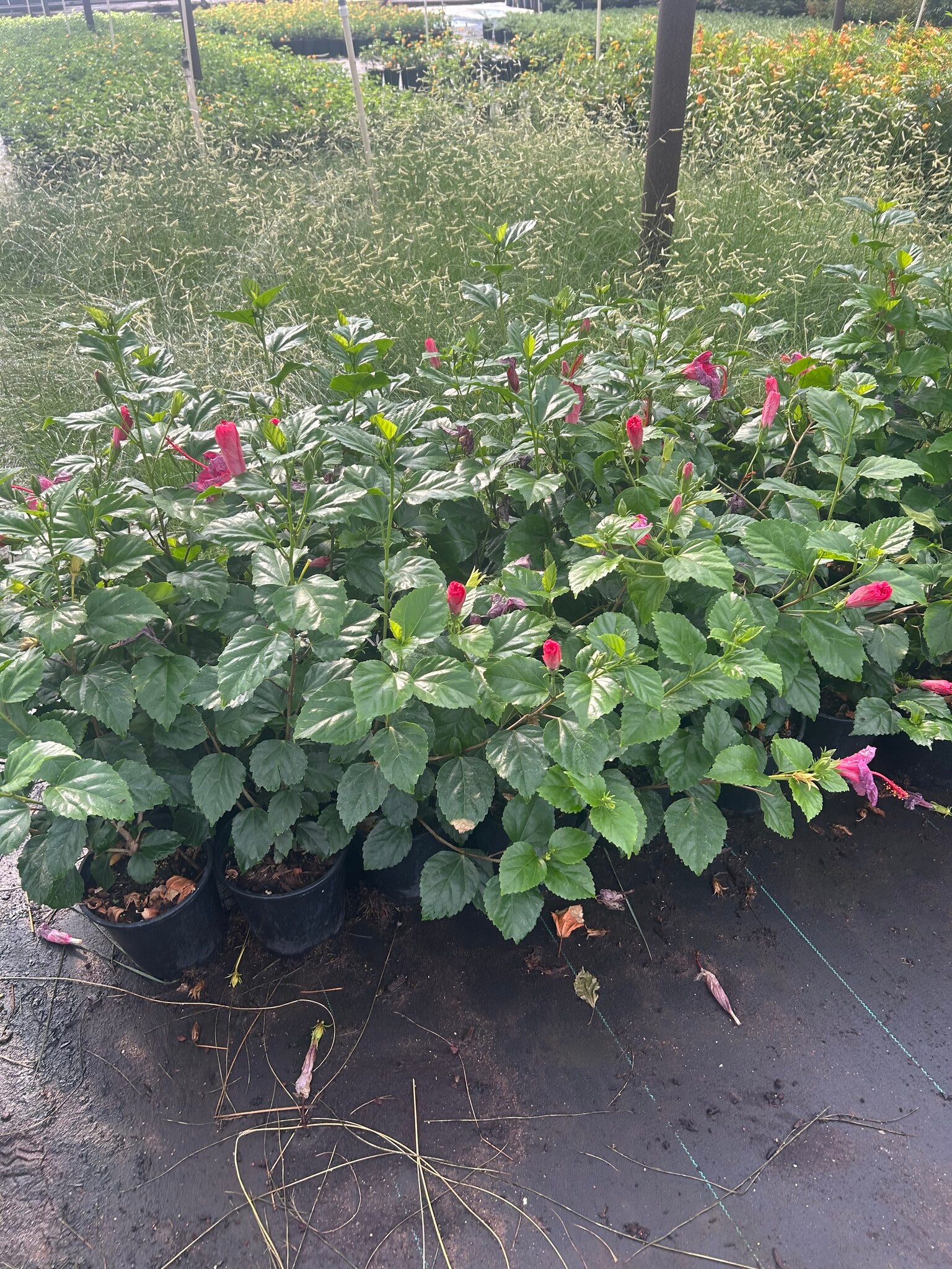 Pink Hibiscus - 1 Gallon