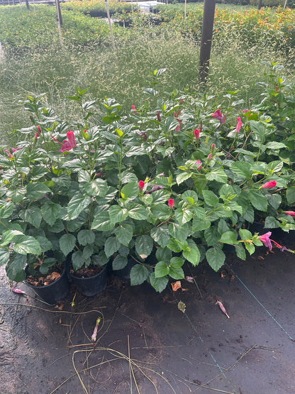 Pink Hibiscus - 1 Gallon