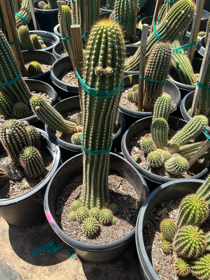 Pink Hybrid Argentine
