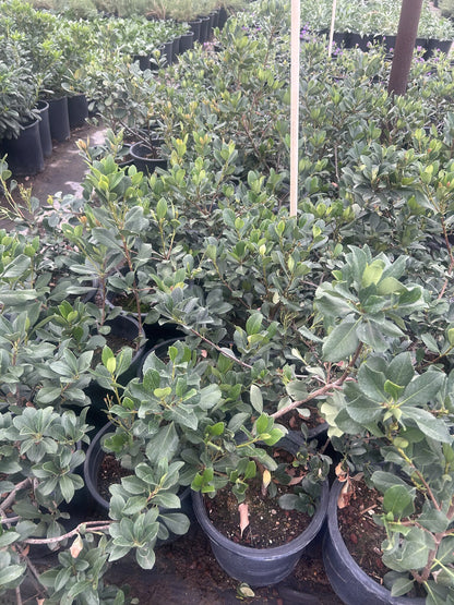 Pink Lady Indian Hawthorne - 3/5 Gallon