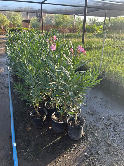 Pink Oleander