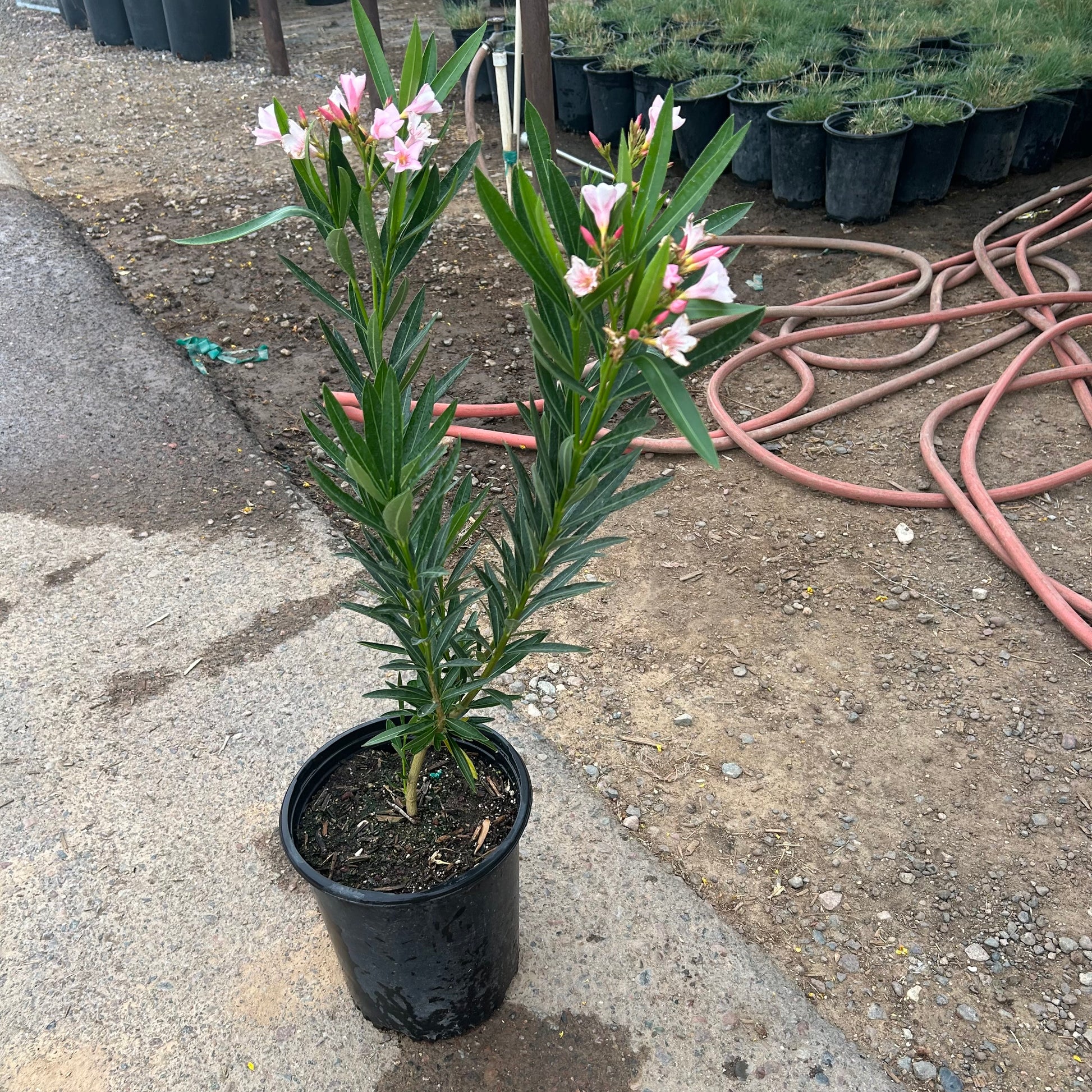 5 gallon Pink Oleander (Nerium oleander) in nursery pot — Phoenix, AZ