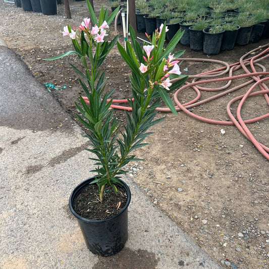 5 gallon Pink Oleander (Nerium oleander) in nursery pot — Phoenix, AZ