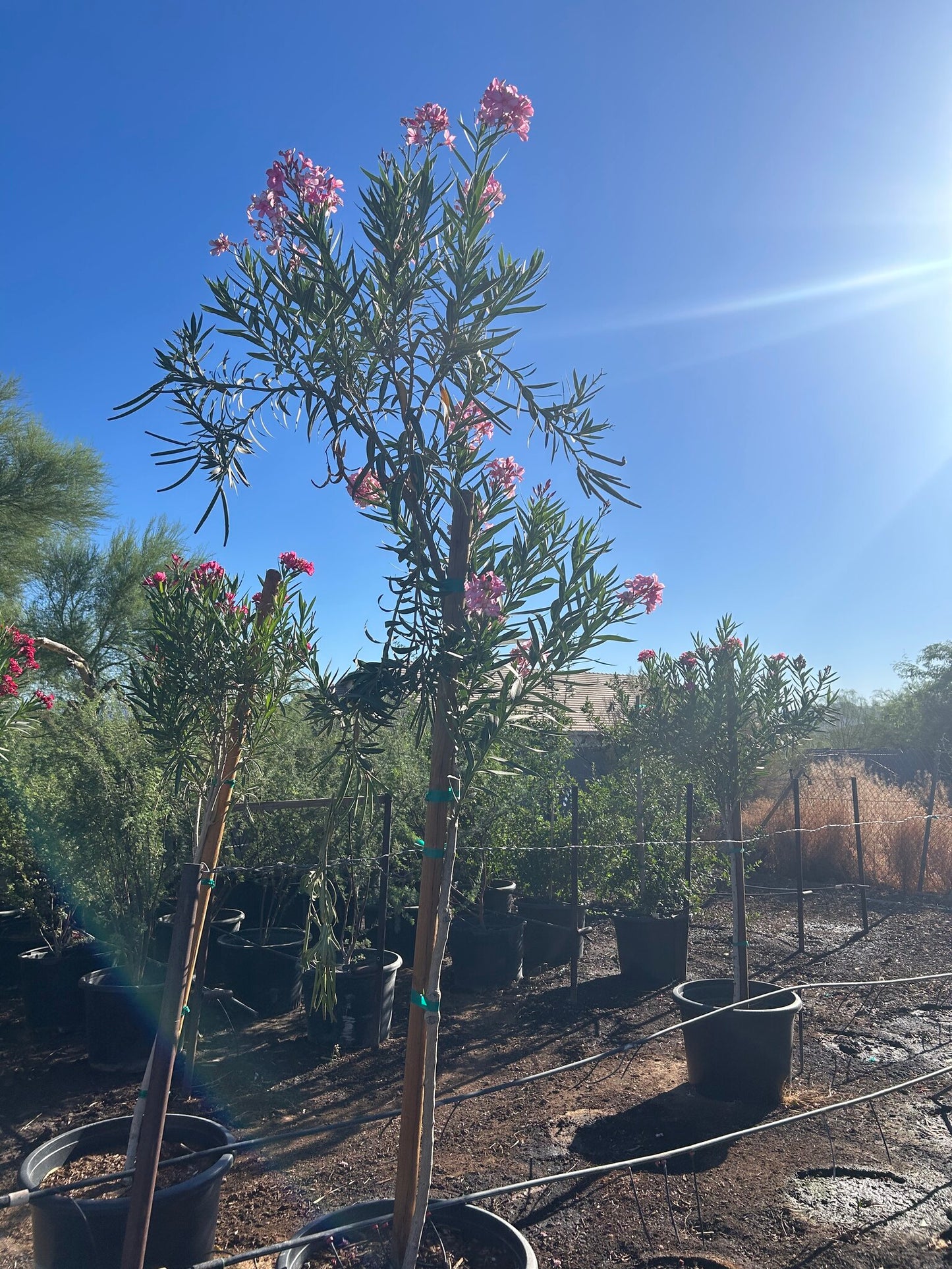 Pink Oleander Tree - 24"/25 Gallon