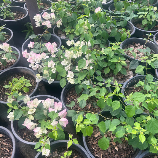 5 gallon Pink Pearl Bougainvillea bush with soft pink bracts in nursery — Phoenix, AZ