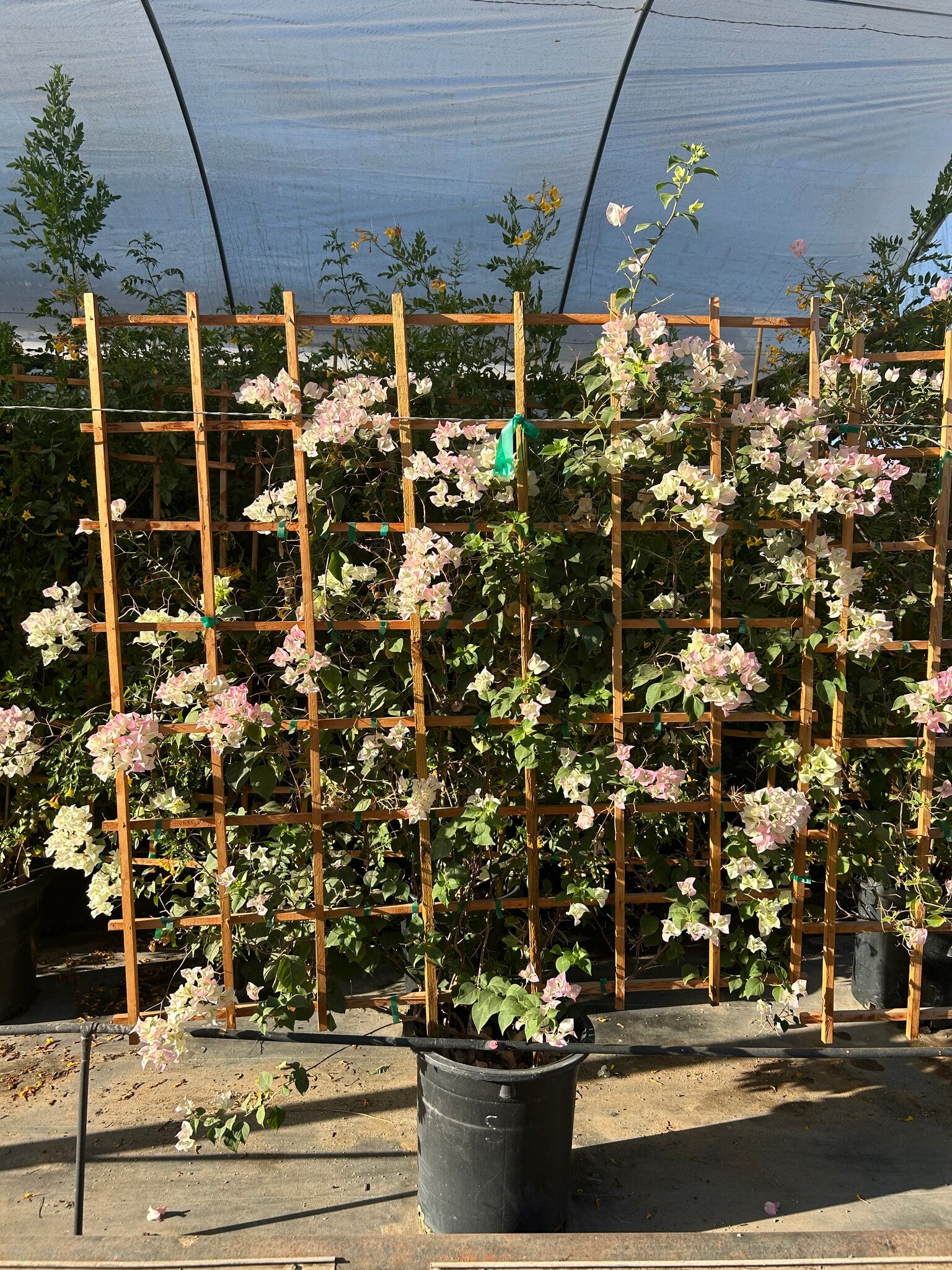 Pink Pearl Bougainvillea Espalier